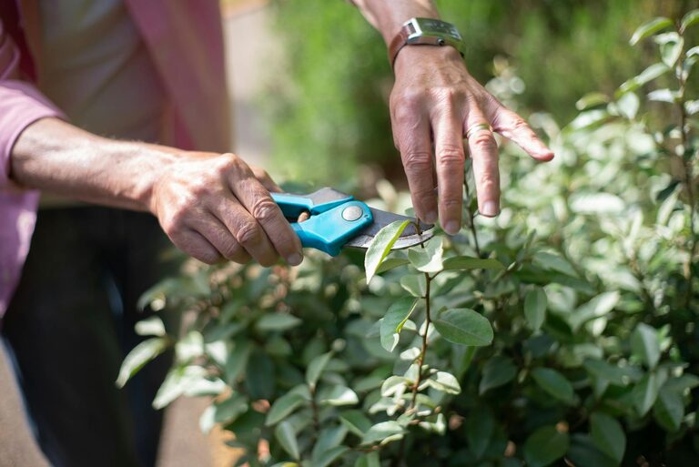 Consejos para mantener un jardín saludable durante todo el año